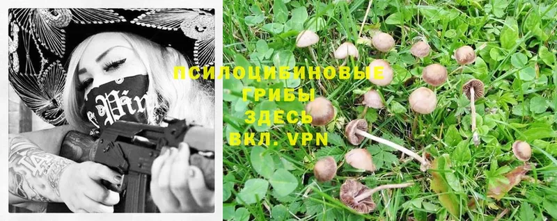 omg ONION  Алатырь  Псилоцибиновые грибы Cubensis 